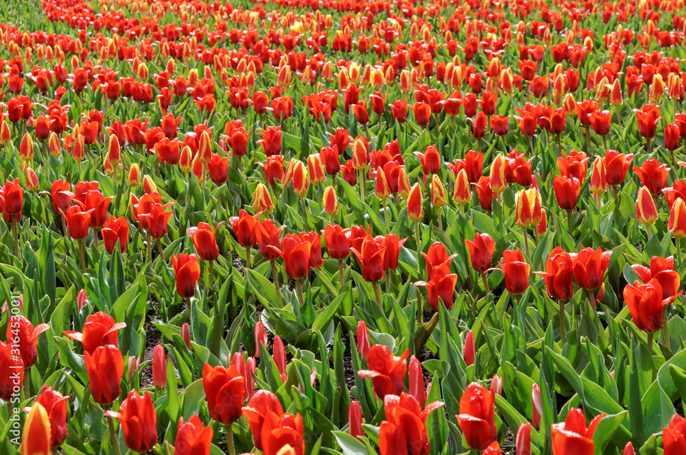 Red tulips in Keukenhof Gardens Netherlands