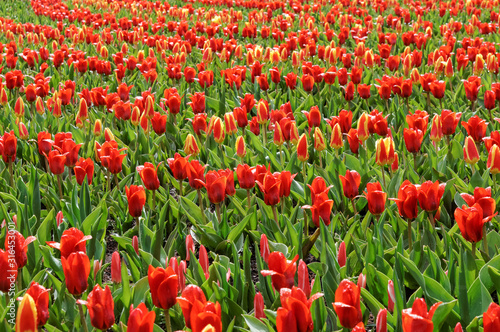 Red tulips in Keukenhof Gardens Netherlands © Marcin Rogozinski