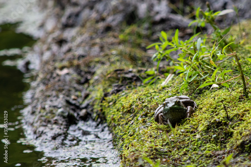 Frog on a mossy log