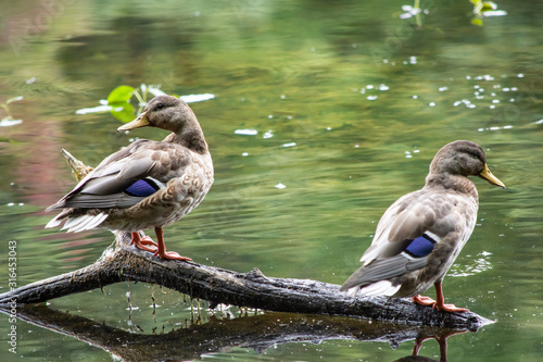 Female Mallards perched together