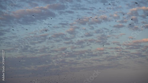 Big Flock Of Birds In The Sky
