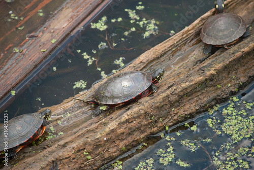 Painted Turtle on a log