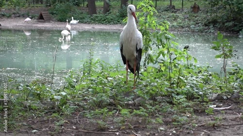 Little Heron Near The Pond