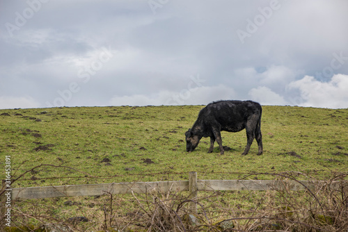 Big black cow grazing on the green grass © Jan Durkaj