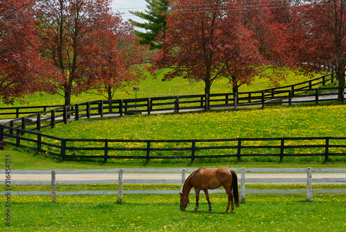 Fényképezés Horse grazing in paddock with grass and dandelion flowers and red maple trees in