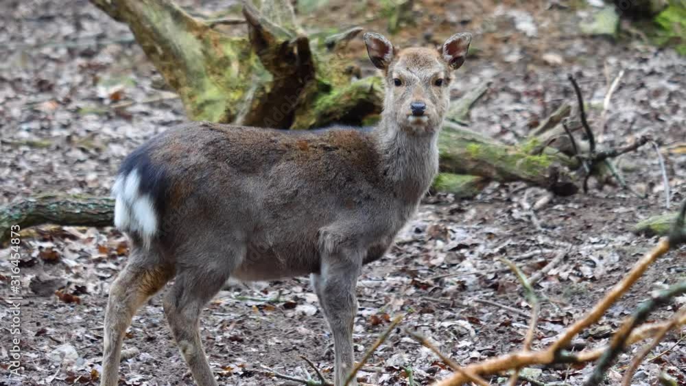 Close up of young sika deer looking right into the camera. Close up of young sika deer looking right into the camera.