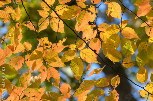 アカシデの紅葉