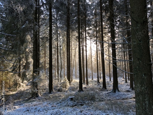 Winter im verschneiten Wald