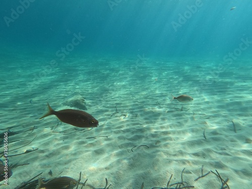  underwater background with fish swimming on deep blue sea and beautiful light rays with sandy floor, concept on snorkel in cristal clear blue water