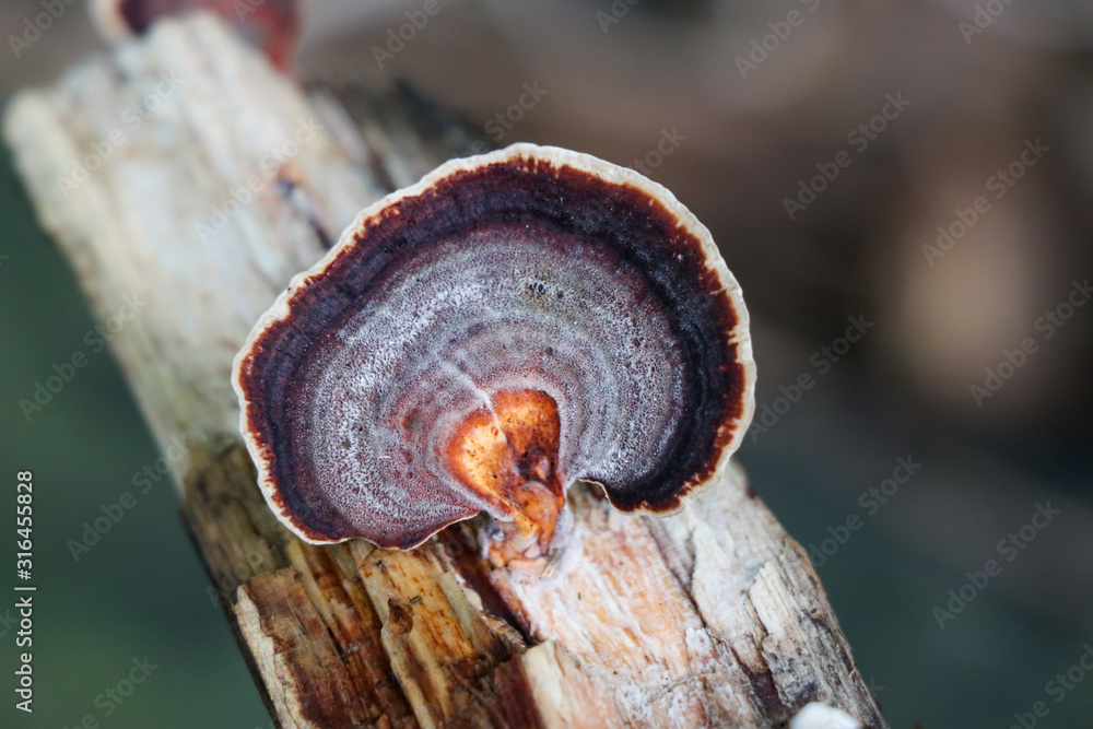 Brown polypore growing on a tree Brown polypore growing on a tree