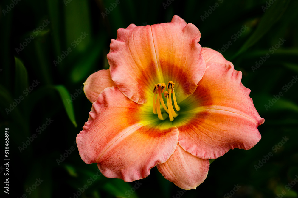 Fototapeta premium Flower