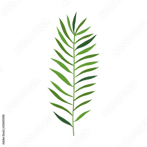 branch with leafs nature isolated icon vector illustration design