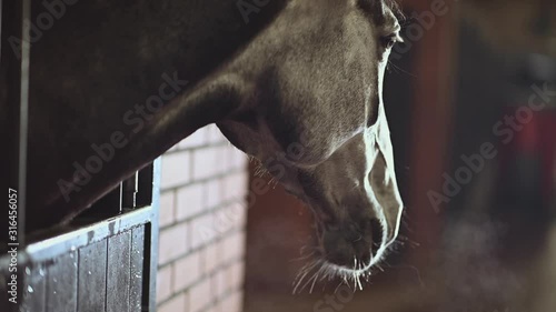 Dark Brown Horse in a Stable Box. Equestrian Facility. Horse Riding.