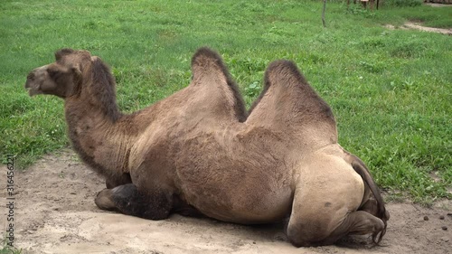 Camels Resting On The Grass