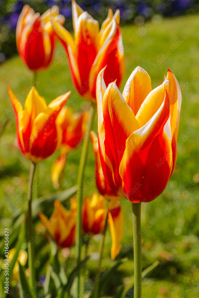 Obraz premium Tulips