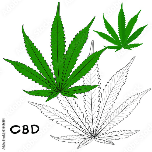 CBD plant hemp hand drawn doodle style sign. Outline design on green. 