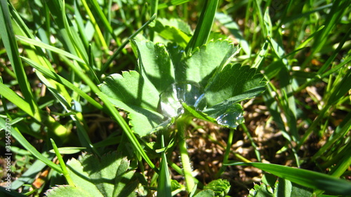 green plant in the garden with dew