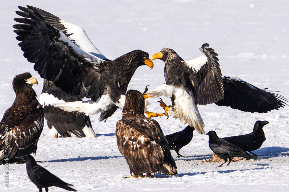オオワシとオジロワシ Stock Photo Adobe Stock