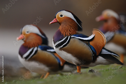 Mandarinente Aix galericulata