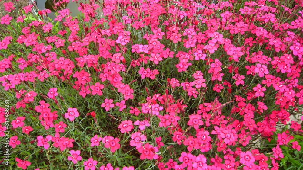 Naklejka premium pink flowers in the garden
