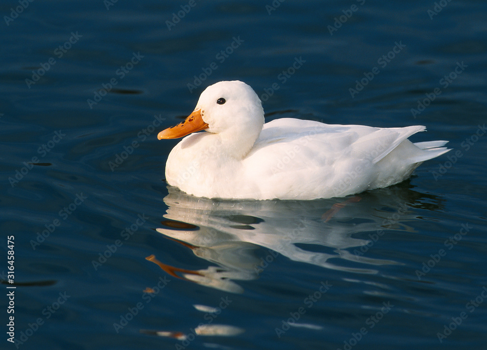Weisse Ente Weisse Ente
