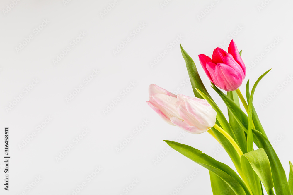 Fresh spring tulips on white