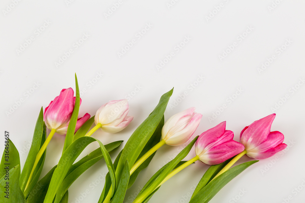 Fototapeta premium Fresh spring tulips on white