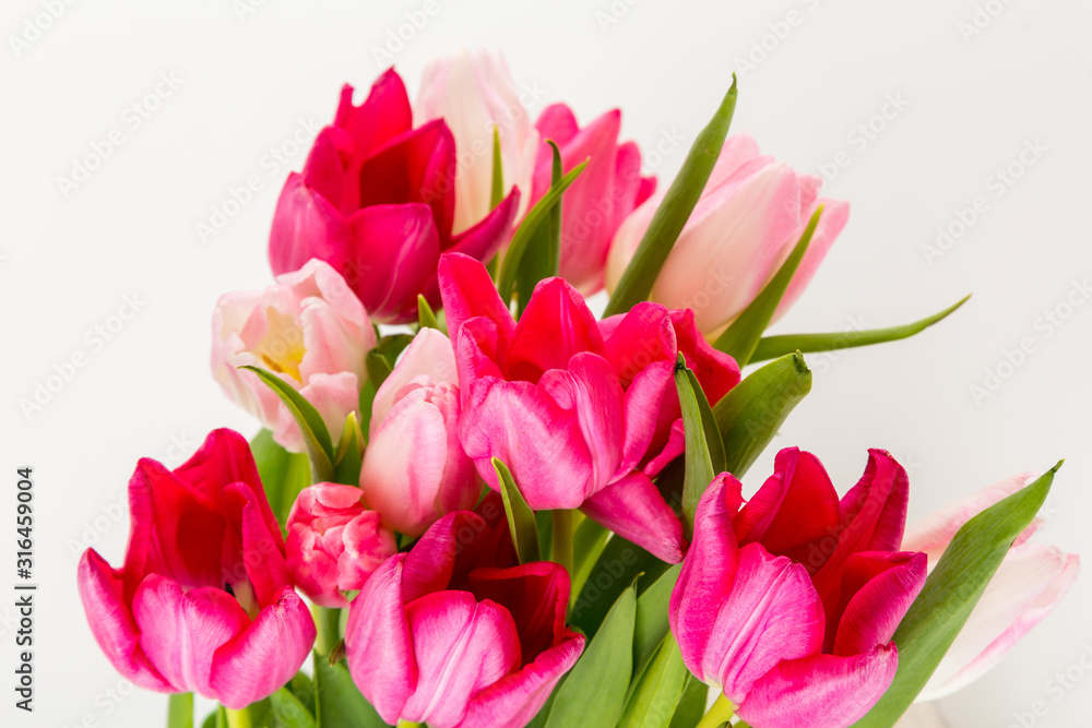 Fresh spring tulips on white