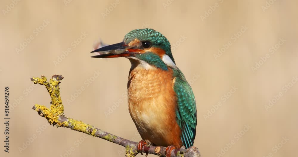 The common kingfisher on the branch, Nin, Croatia The common kingfisher on the branch, Nin, Croatia