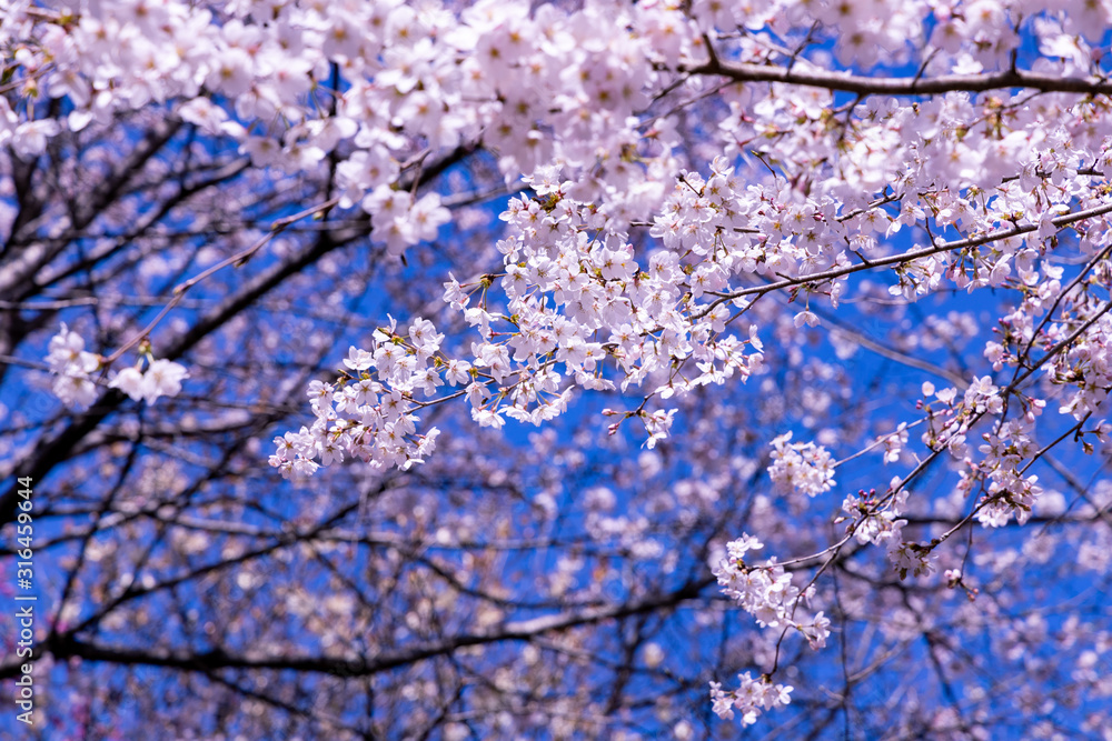 大柿花山の桜 大柿花山の桜