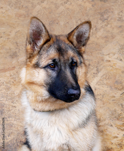 Portrait of a dog breed shepherd on a wooden background