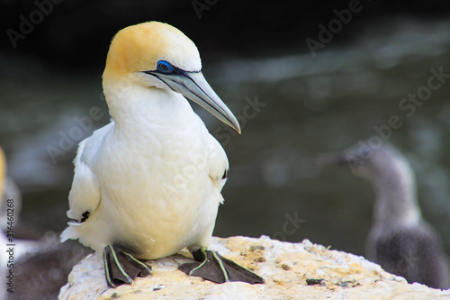 Gannet