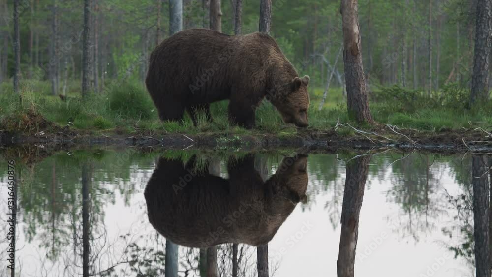 European Brown Bear (Ursus arctos) in Finland European Brown Bear (Ursus arctos) in Finland