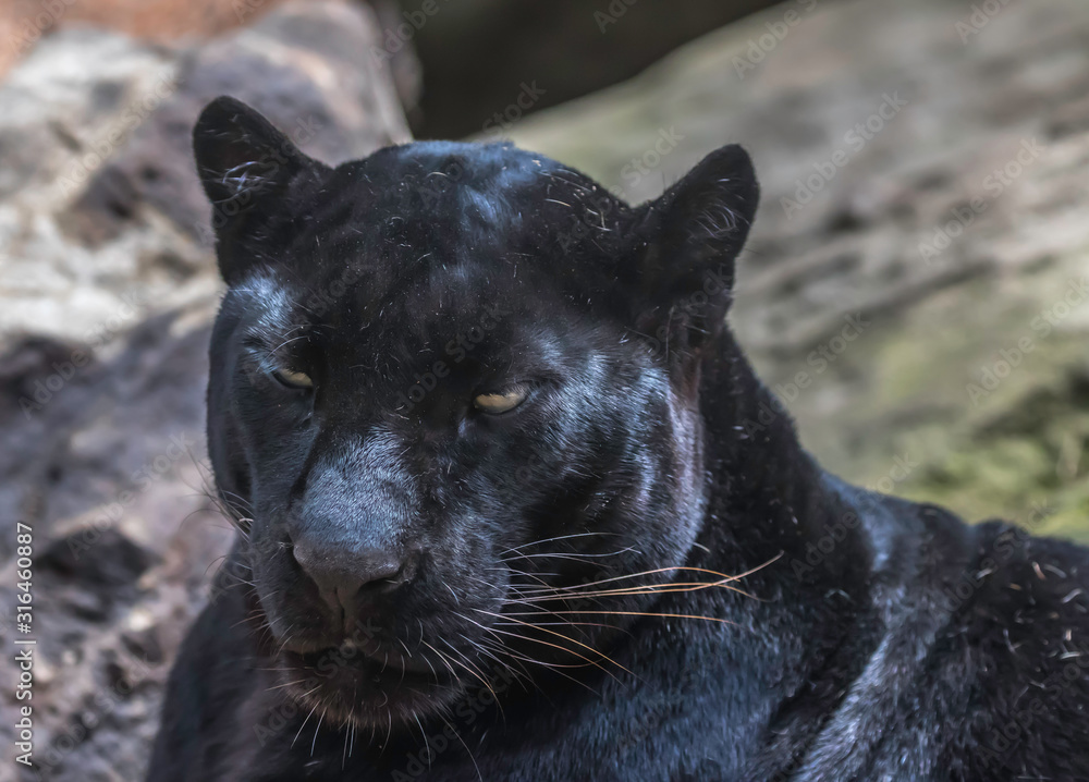 black spotted leopard profile portrait black spotted leopard profile portrait