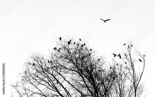 Ravens perched on the treetops, winter scene
