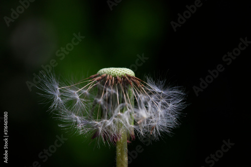 Dandelion in the wild