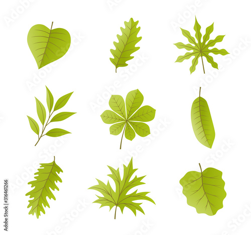 Leaves vector set, isolated on white background. Various shapes of green leaves of trees and plants.