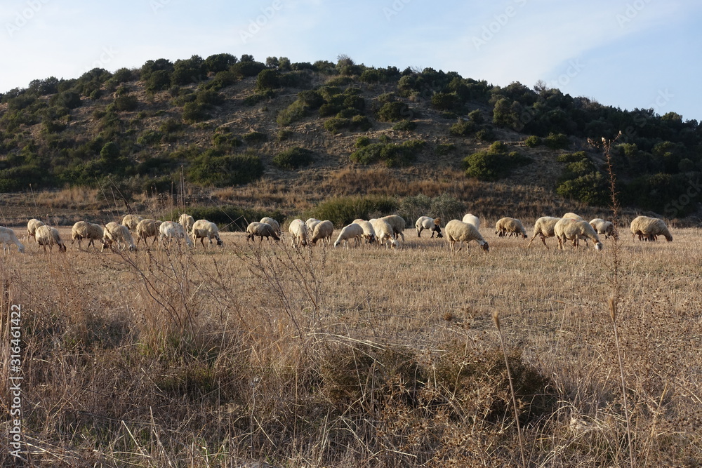 Schafherde auf einem Feld