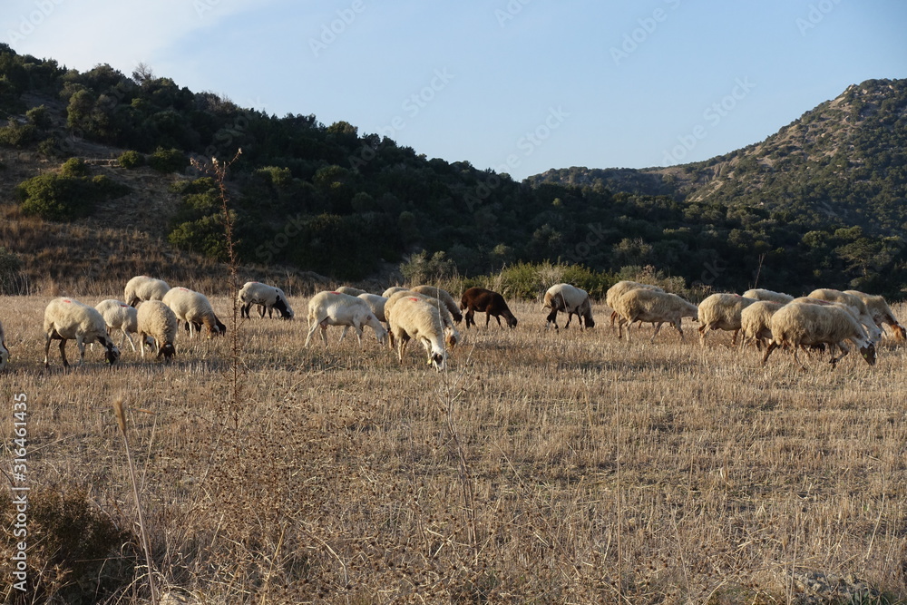 Schafherde auf einem Feld