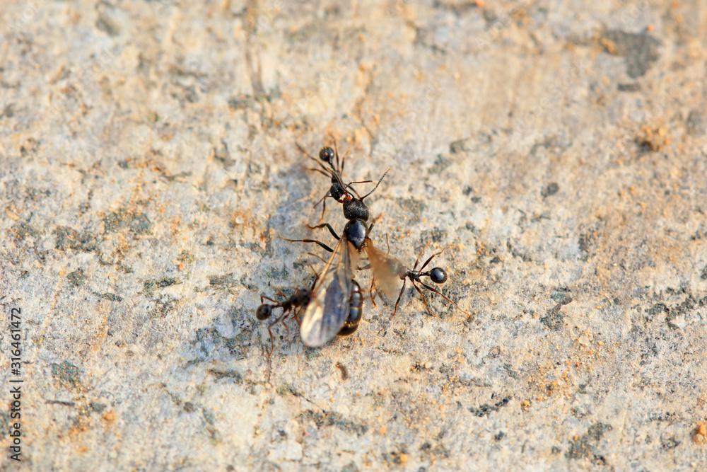 Ants fight each other