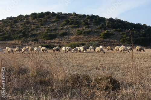 Schafherde auf einem Feld