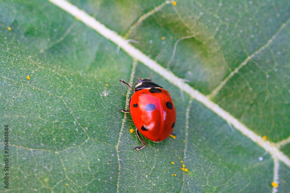 Obraz premium Macro of ladybug on a blade of grass in the morning sun Ladybug - bug. Natural insecticide that destroys pests of crops. A closeup of a ladybug.