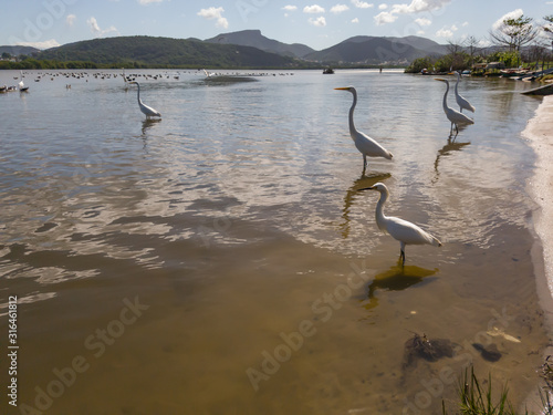 Fototapeta Naklejka Na Ścianę i Meble -  White and elegant herons live in the lagoons and beaches of the region, flying and resting in Niterói, Rio de Janeiro, Brazil..I