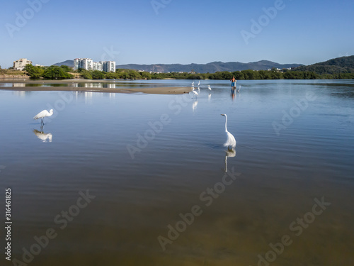 White and elegant herons live in the lagoons and beaches of the region, flying and resting in Niterói, Rio de Janeiro, Brazil..I