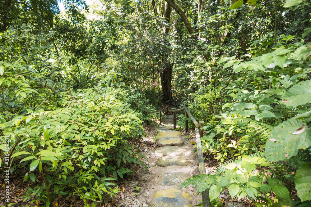 Panoramic view of the forest Panoramic view of the forest