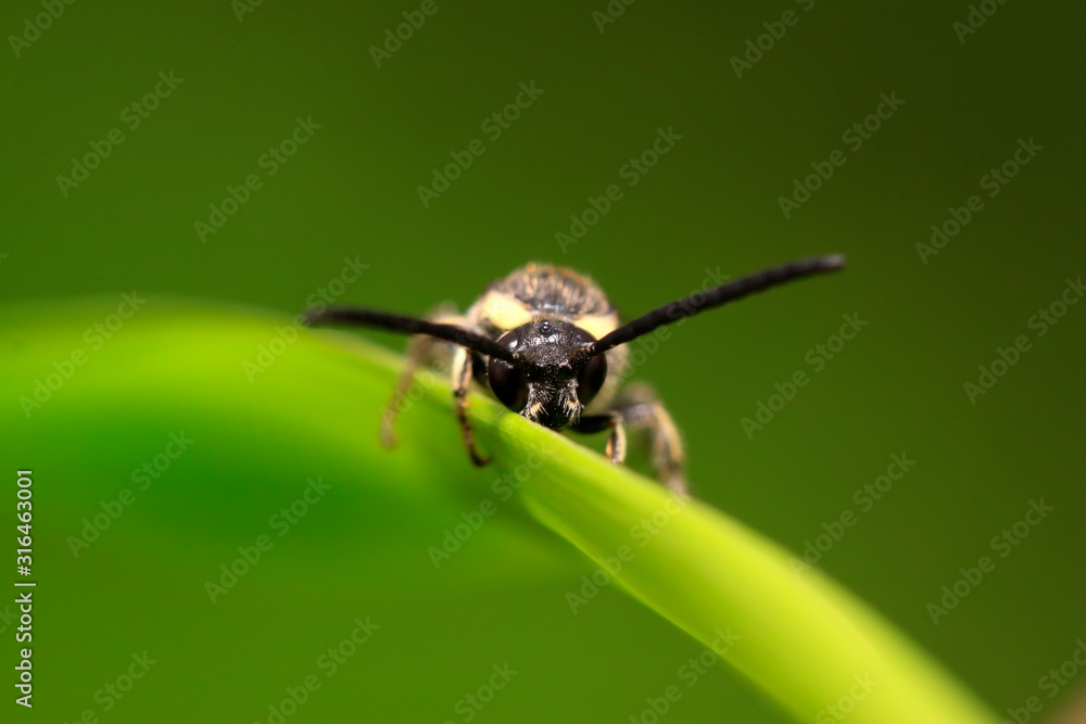Aegeriidae insects on plant Aegeriidae insects on plant