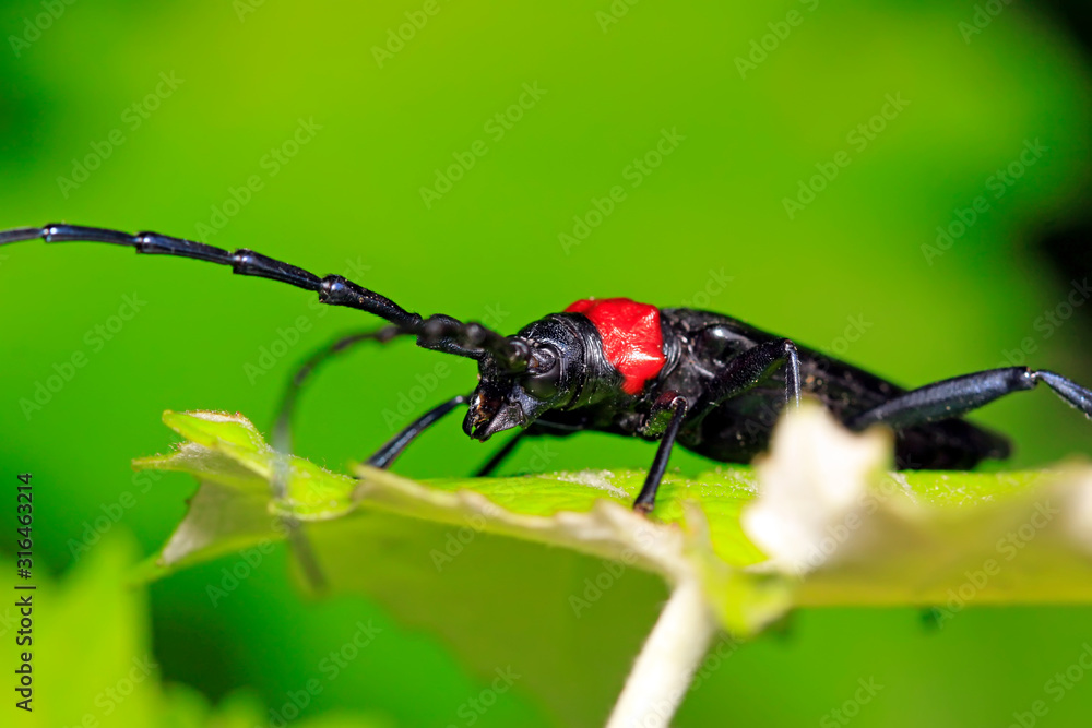 Fototapeta premium longicorn