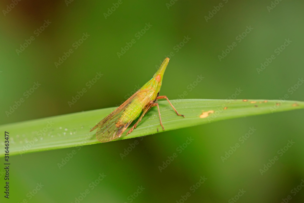 Dictyophara on green leaf Dictyophara on green leaf
