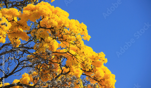 Quadro su tela Yellow blossom in spring Tabebuia chrysantha or Araguaney the National tree of V
