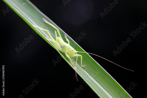 longhorned grasshoppers © YuanGeng